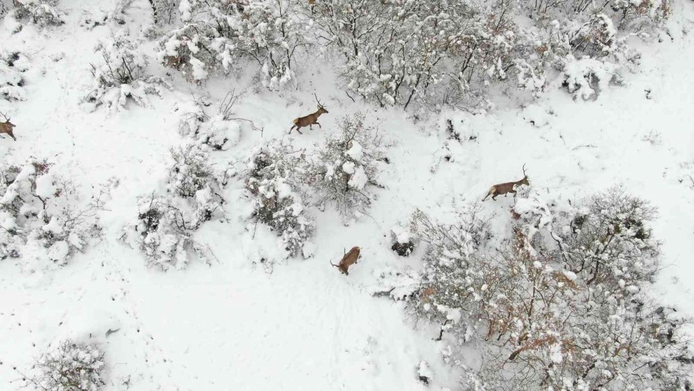 Bursa’nın kızıl geyikleri kan değişimi programlarıyla sağlıklı çoğalıyor
