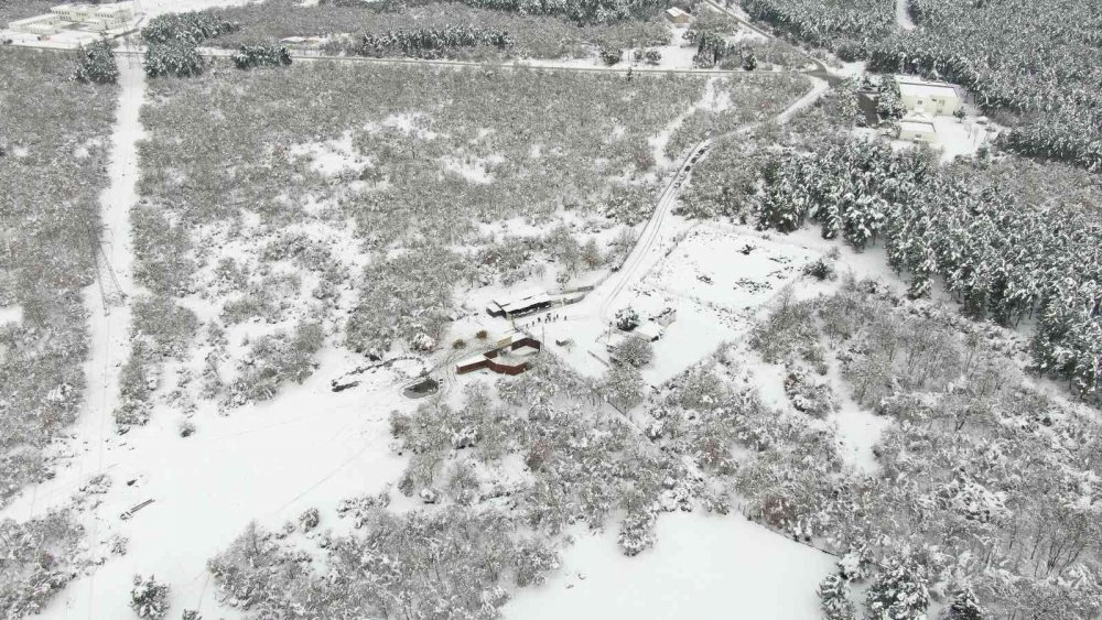 Bursa’nın kızıl geyikleri kan değişimi programlarıyla sağlıklı çoğalıyor
