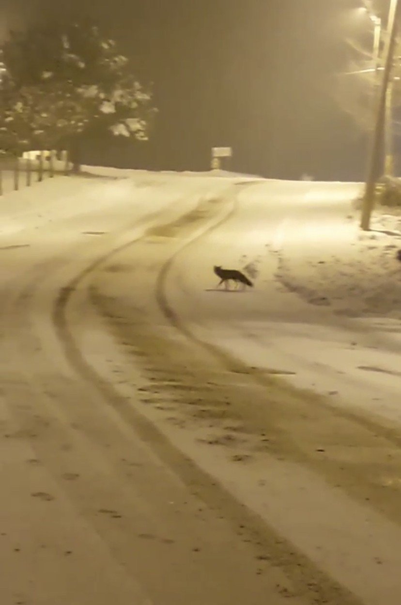 Aç kalan tilkiler şehir merkezine indi