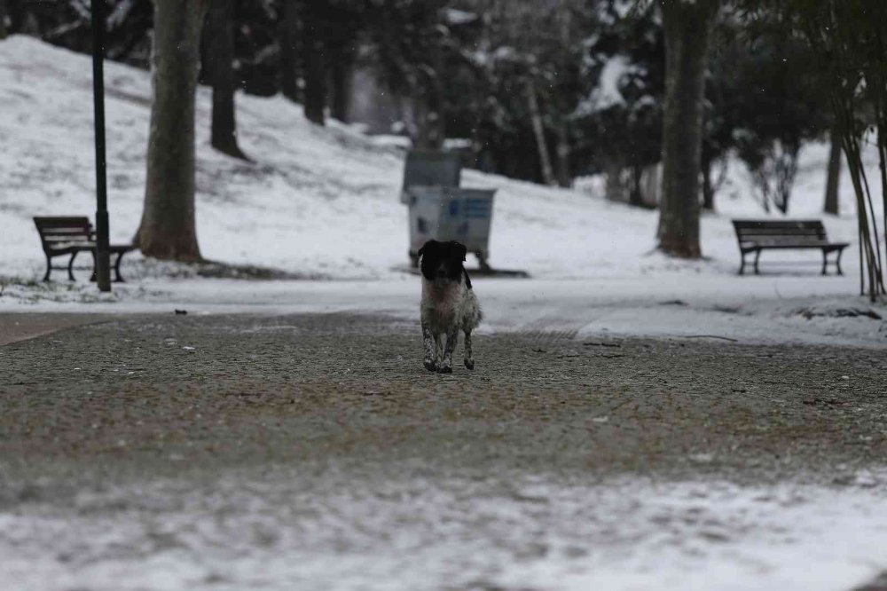 Yazın dolup taşan Botanik Park, kar yağınca hayvanlara kaldı