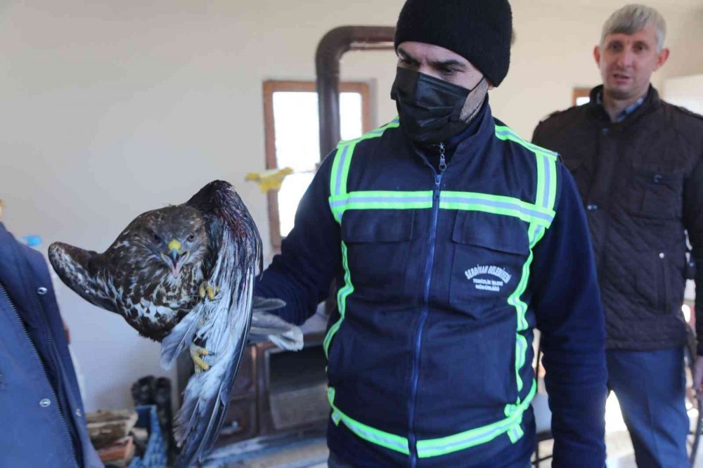 Avcılar tarafından yaralanan doğan tedavi altına alındı
