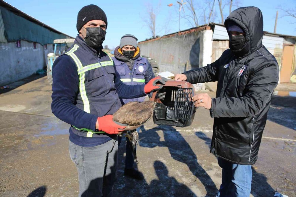 Avcılar tarafından yaralanan doğan tedavi altına alındı