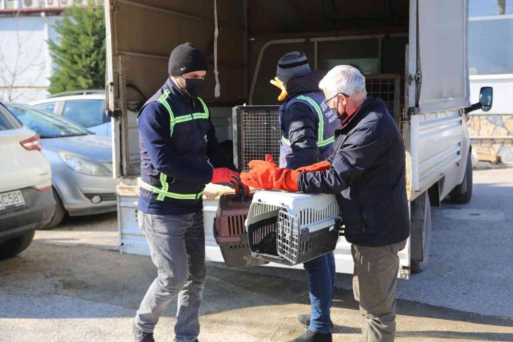 Avcılar tarafından yaralanan doğan tedavi altına alındı