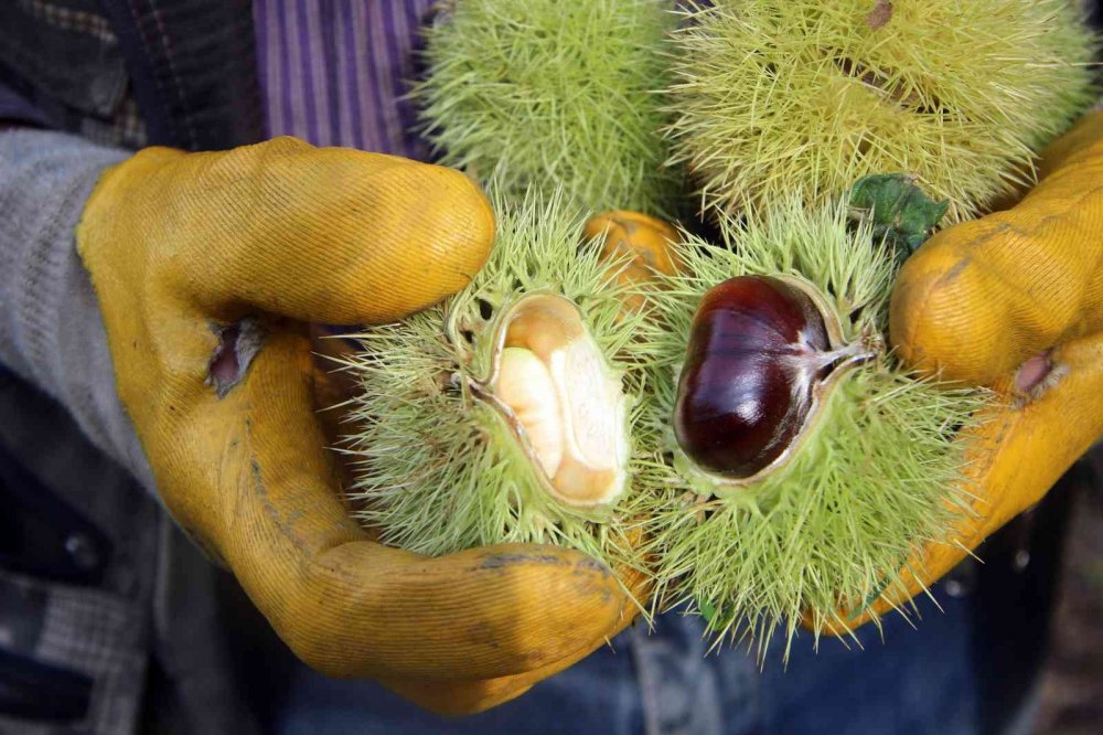 Kestane şekeri ihracatı artıyor