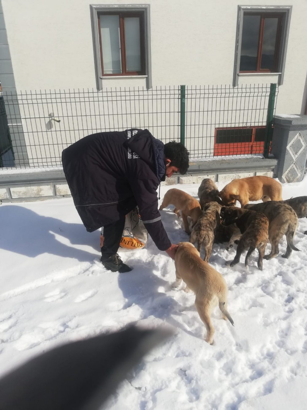Veterinerlik İşleri Müdürlüğü çalışmaları 7/24 sokak hayvanları takip ediyor