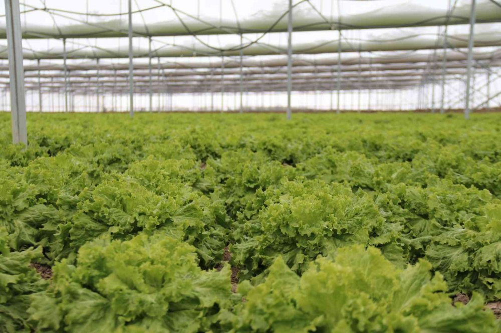 Buz tutan ürünleri için serasında ateş yaktı