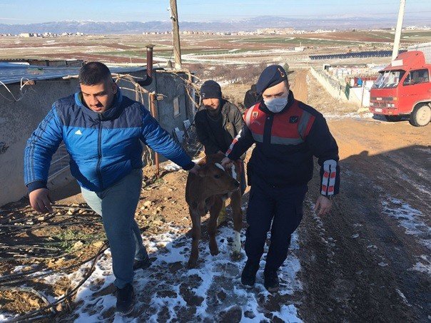 Çalınan büyükbaş hayvanı jandarma ekipleri buldu