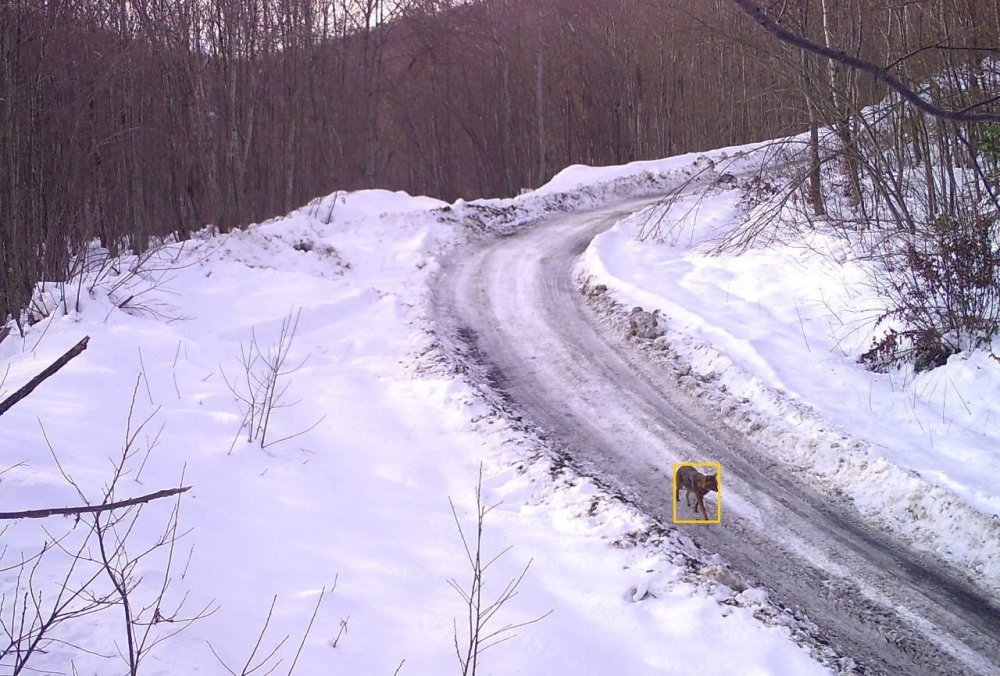 Yaban hayatı fotokapana yansıdı