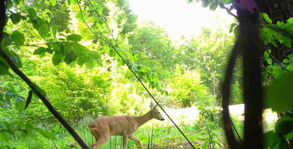Yaban hayatı fotokapana yansıdı