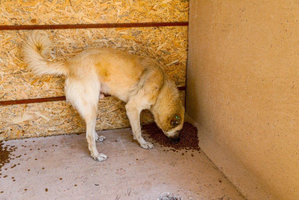Can dostları için yeni beslenme noktaları oluşturuluyor