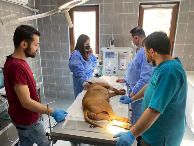 osmaneli-belediyesi-hayvan-barinaginda-ilk-ameliyat-yapildi1.jpg