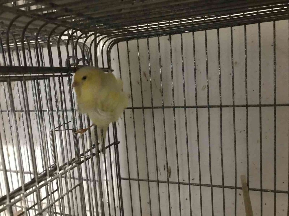 Bir ev dolusu kanaryadan 450 yavru bekliyor