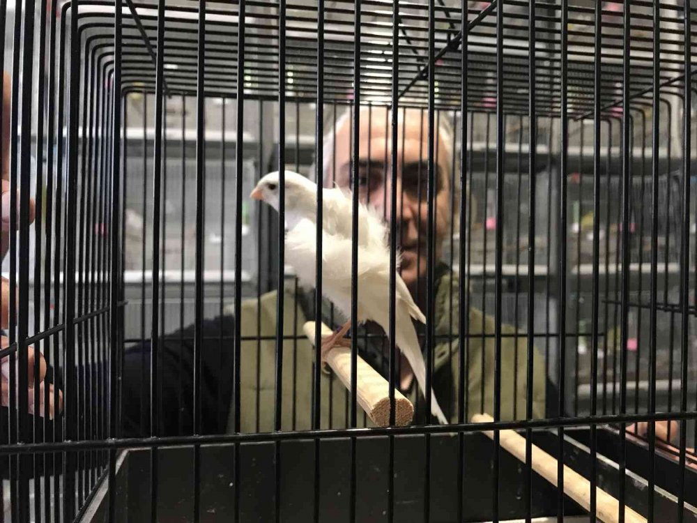 Bir ev dolusu kanaryadan 450 yavru bekliyor