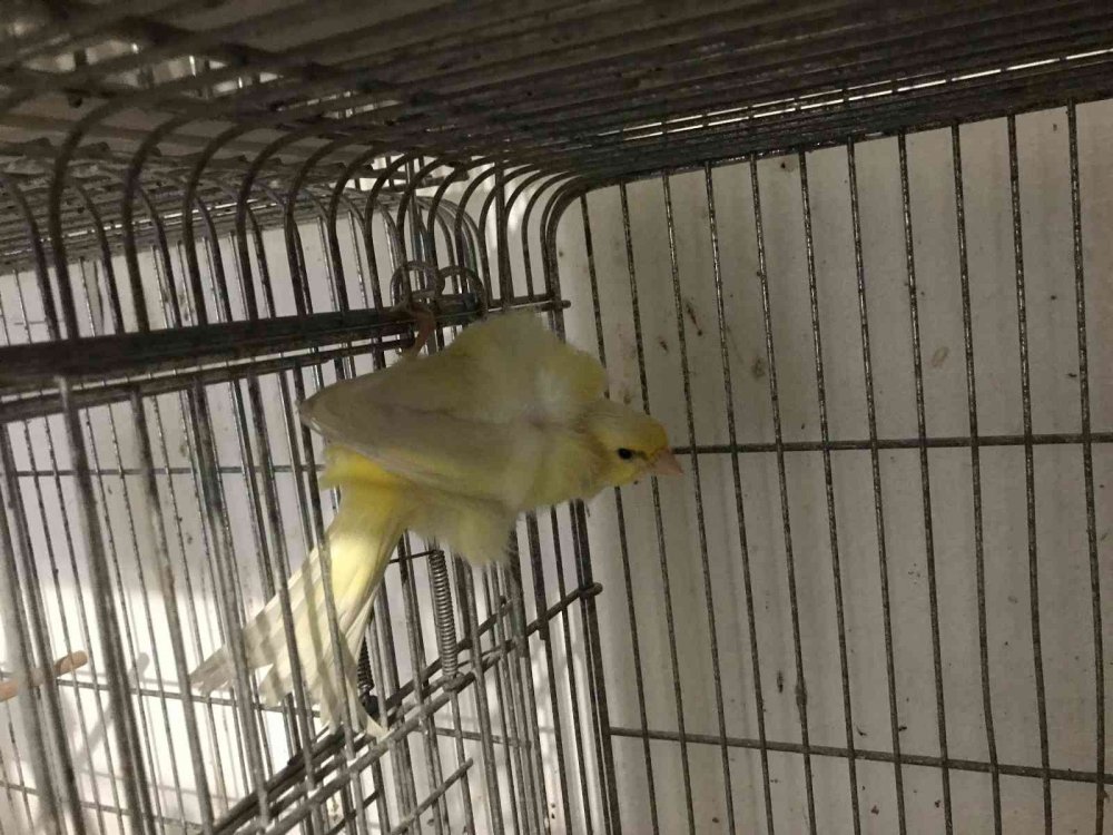 Bir ev dolusu kanaryadan 450 yavru bekliyor