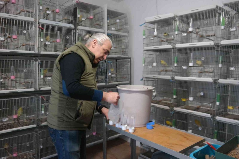 Bir ev dolusu kanaryadan 450 yavru bekliyor