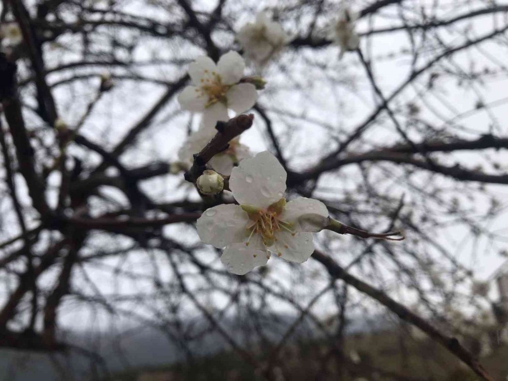 Baharın habercisi bademler çiçek açtı