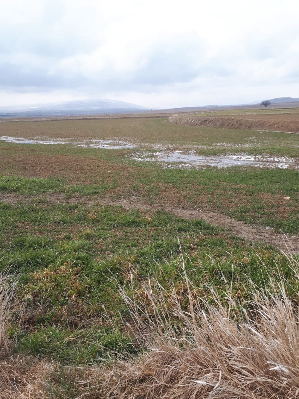 Sekiz yıldır tarlasından mahsul alamıyor