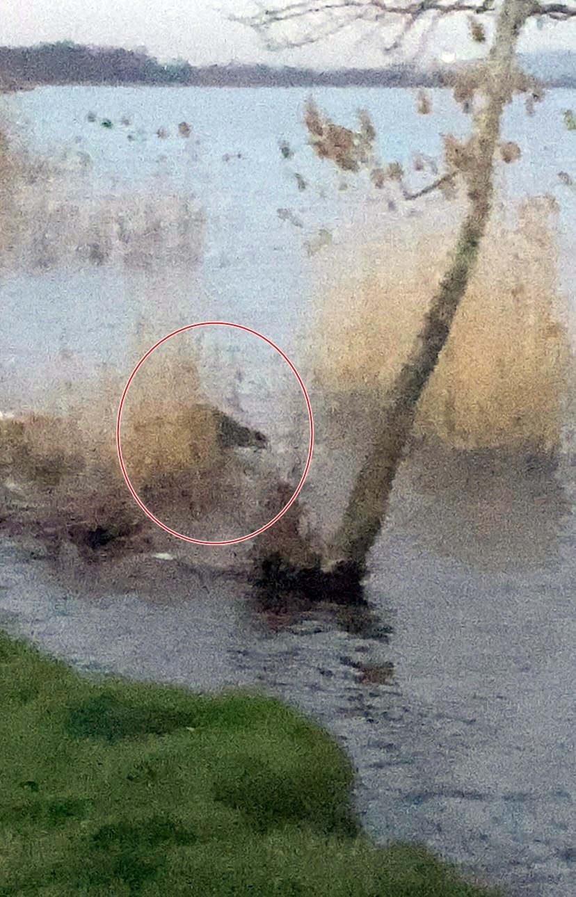 Nesli tükenmekte olan su samurunu görünce telefonuna sarıldı