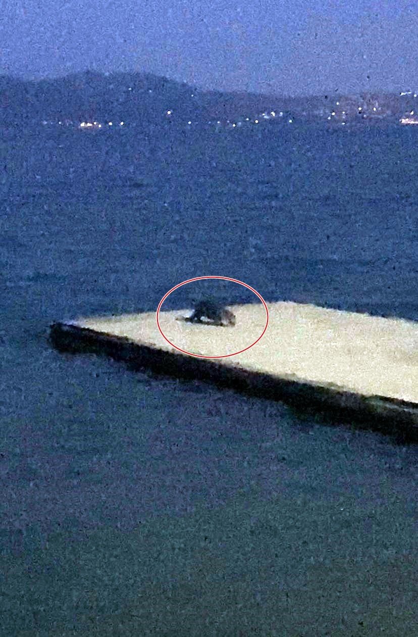 Nesli tükenmekte olan su samurunu görünce telefonuna sarıldı