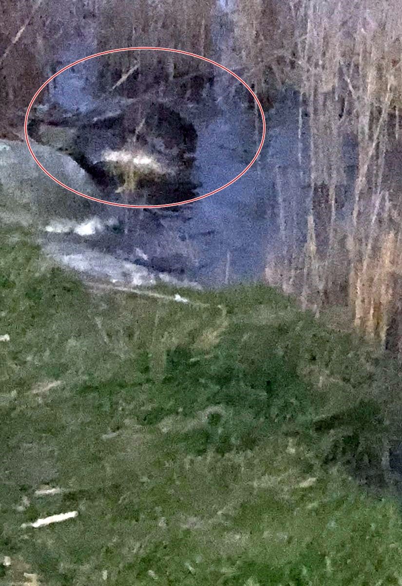 Nesli tükenmekte olan su samurunu görünce telefonuna sarıldı