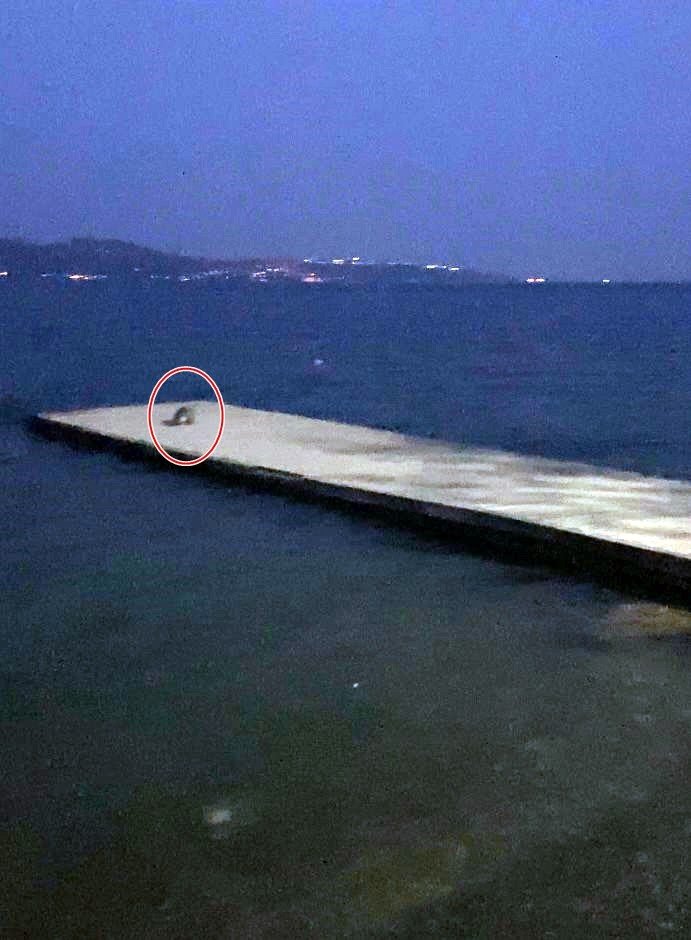 Nesli tükenmekte olan su samurunu görünce telefonuna sarıldı