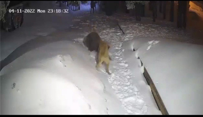Uludağ’da ayı ile köpeğin boğuşması kameralarda