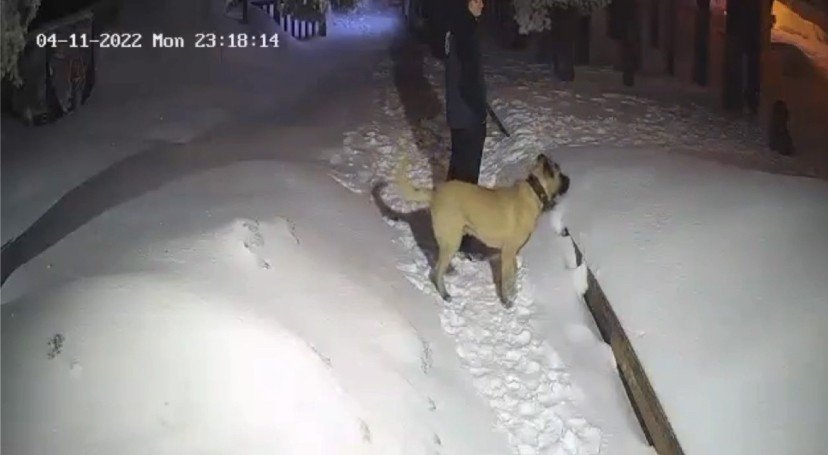 Uludağ’da ayı ile köpeğin boğuşması kameralarda