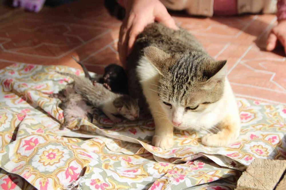 4 kedi birbirine kordon bağıyla yapışık doğdu