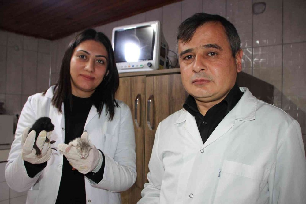 4 kedi birbirine kordon bağıyla yapışık doğdu