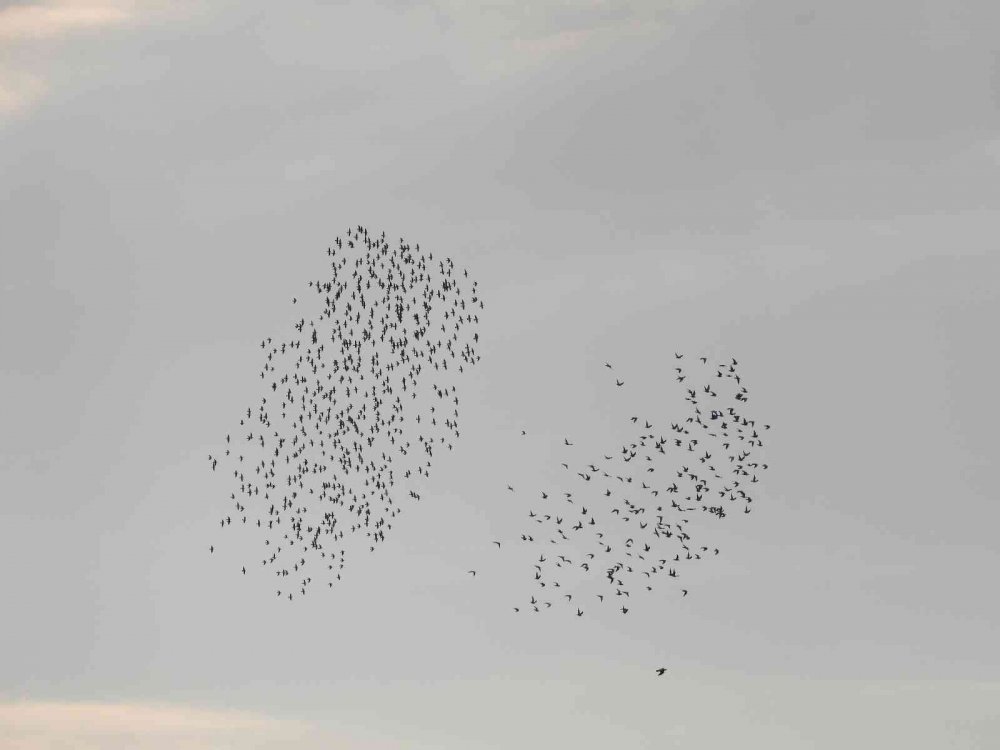 Bursa semalarında 35 bin pelikanın göç yolculuğu