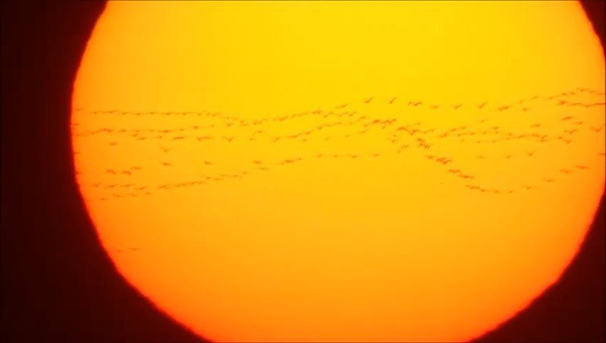 Bursa semalarında 35 bin pelikanın göç yolculuğu