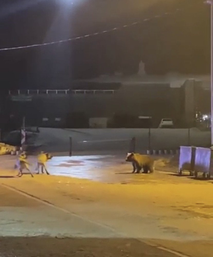 Uludağ’da yemek aramaya inen ayıların köpek sürüsü ile kavgası kameralarda