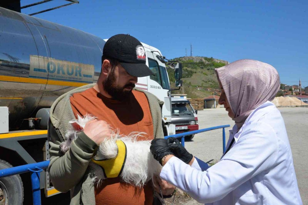 Bozüyük’te ücretsiz kuduz aşısı kampanyası