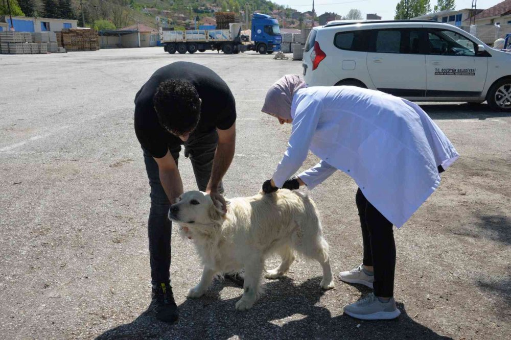 Bozüyük’te ücretsiz kuduz aşısı kampanyası