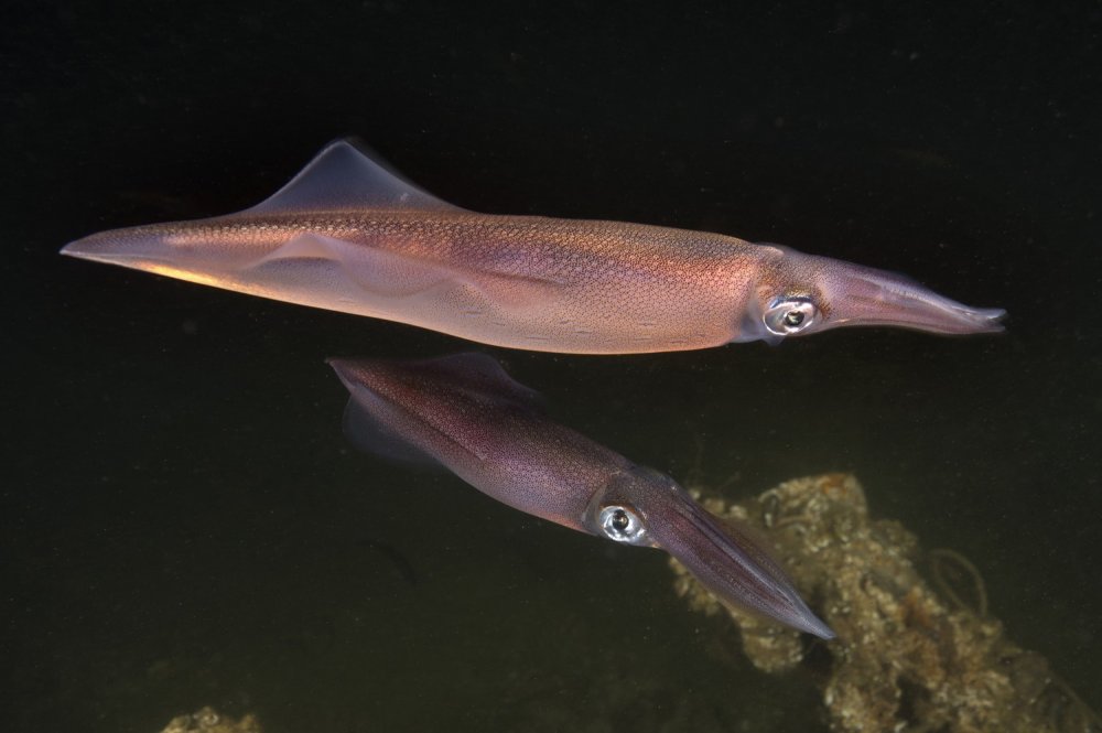 Sualtı zenginlikleri gün yüzüne çıkıyor!
