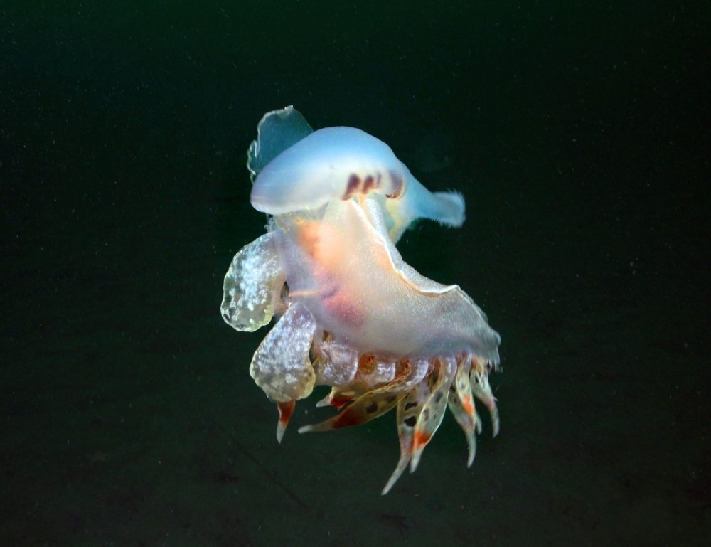 Sualtı zenginlikleri gün yüzüne çıkıyor!