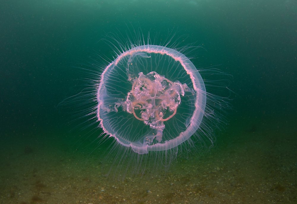 Sualtı zenginlikleri gün yüzüne çıkıyor!