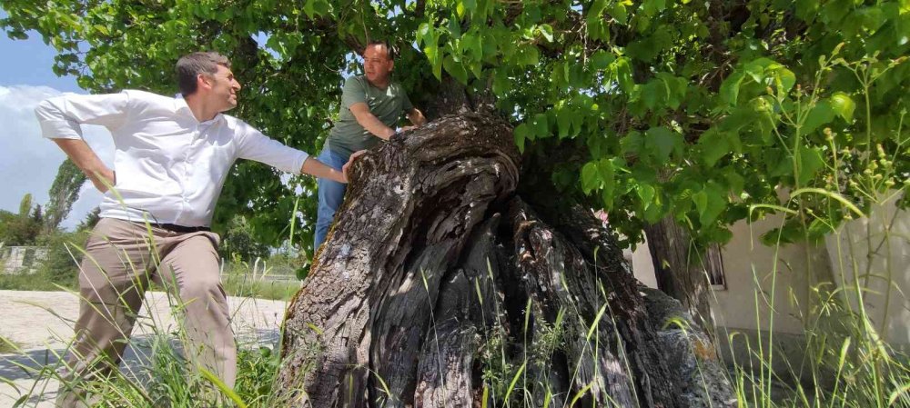 Tam bin yaşında... Şifa bulmak isteyen meyvesine yoğun talep gösteriyor