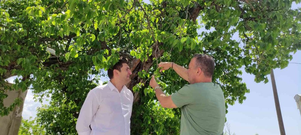 Tam bin yaşında... Şifa bulmak isteyen meyvesine yoğun talep gösteriyor