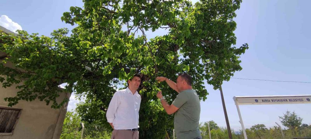 Tam bin yaşında... Şifa bulmak isteyen meyvesine yoğun talep gösteriyor