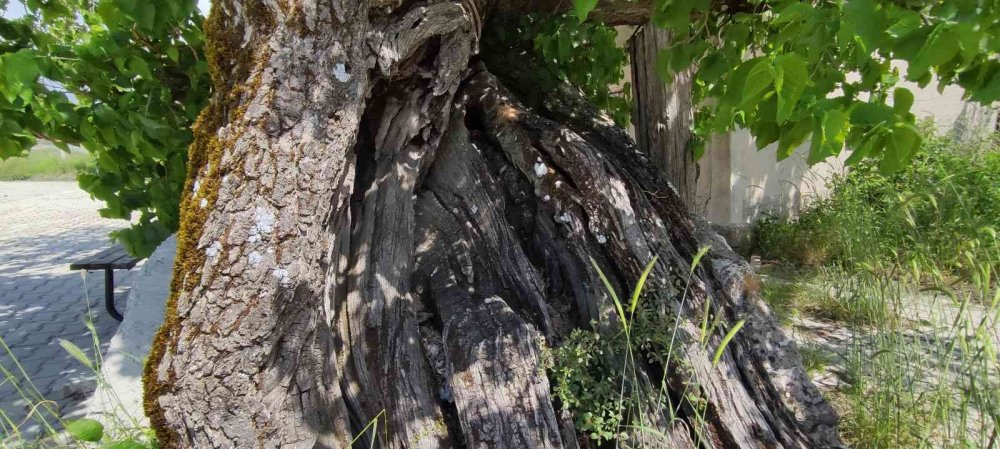 Tam bin yaşında... Şifa bulmak isteyen meyvesine yoğun talep gösteriyor