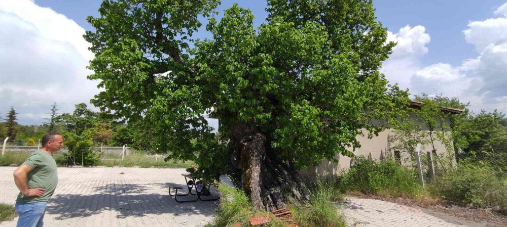 Tam bin yaşında... Şifa bulmak isteyen meyvesine yoğun talep gösteriyor