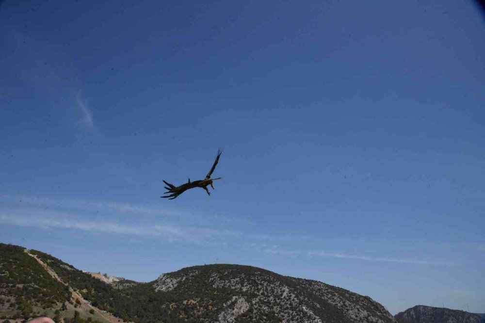 Tedavisi tamamlanan şahin özgürlüğe kanat açtı