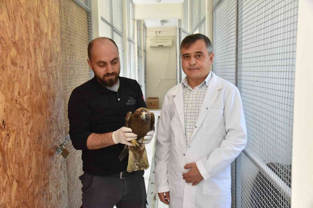 Tedavisi tamamlanan şahin özgürlüğe kanat açtı