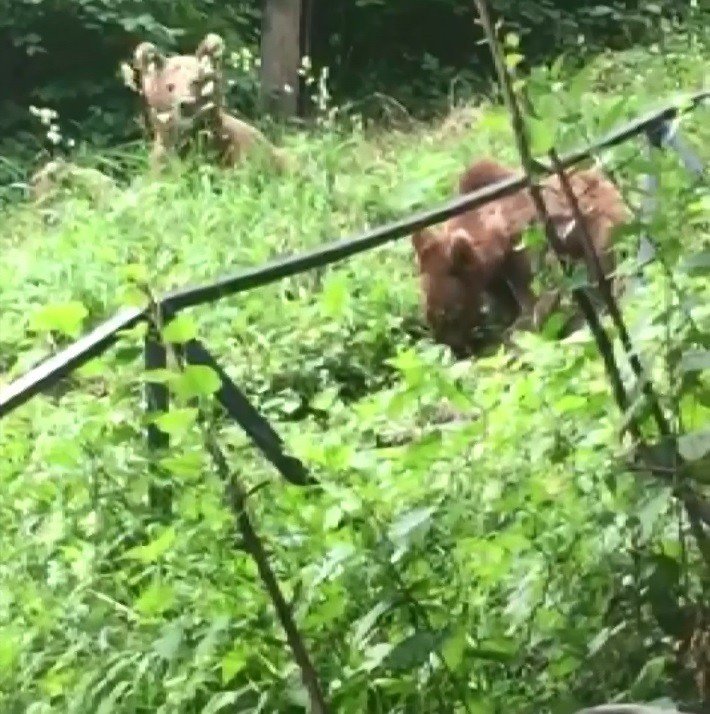 Ayılarla arkadaş oldu her gün ziyaretine geliyorlar