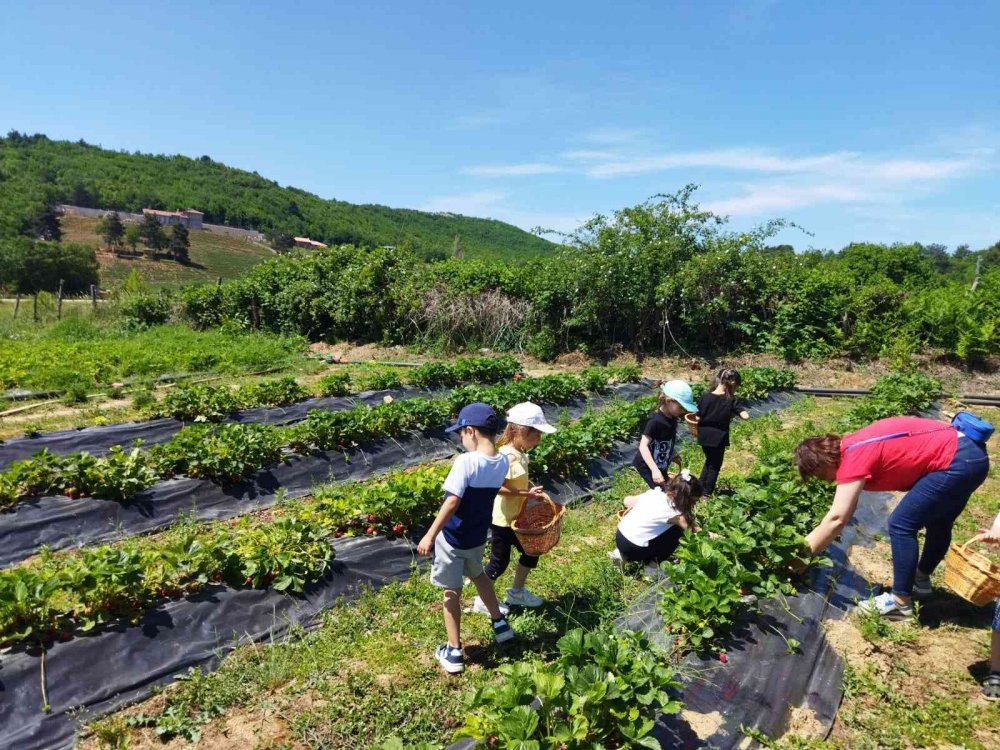 Minik öğrenciler tarladan çilek topladı
