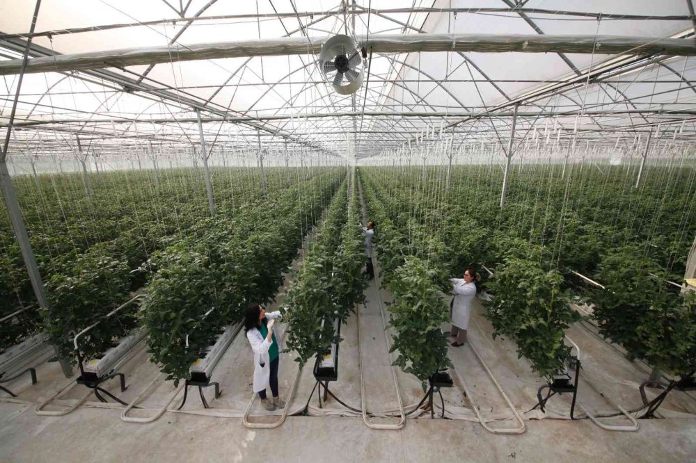 Dünya piyasasına açılacak