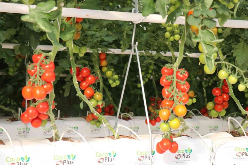 Dünya piyasasına açılacak