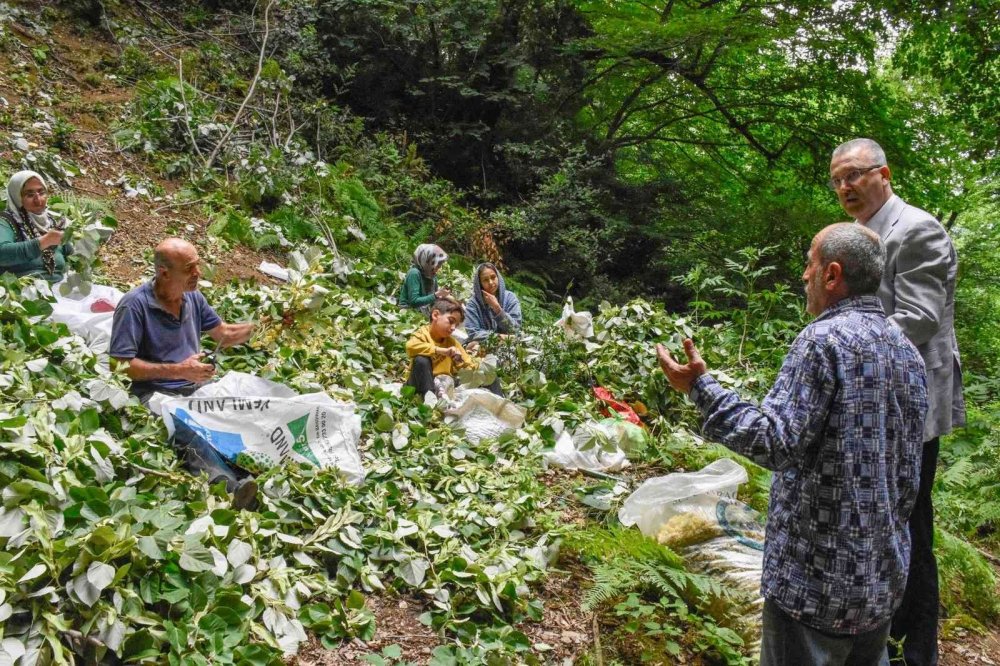 Bursa’nın dünyaca ünlü ıhlamur ormanlarında hasat başladı