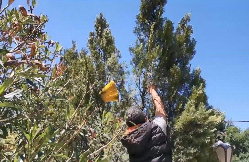 Parktaki yılanı elleriyle yakaladı çocuklara sevdirdi